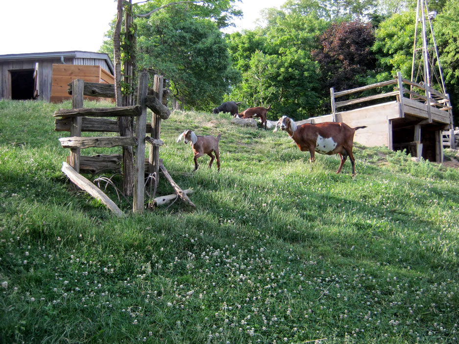 Riverdale Farm goats